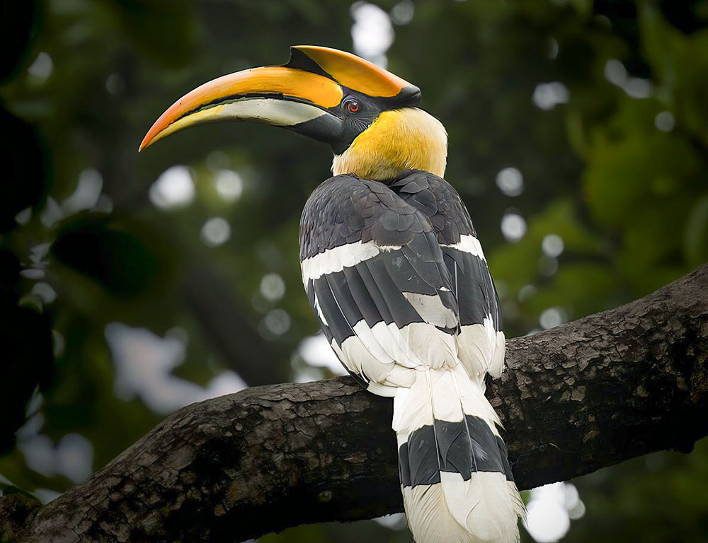 Conservation Status of the Great Hornbill