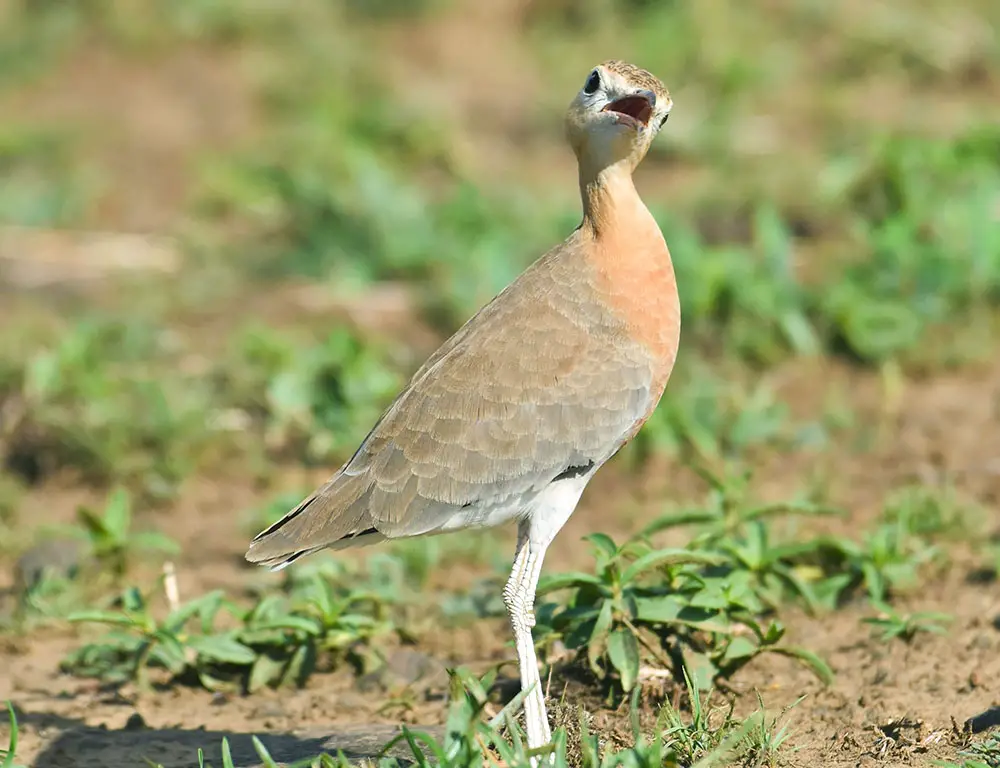Conservation Status of the Indian Courser