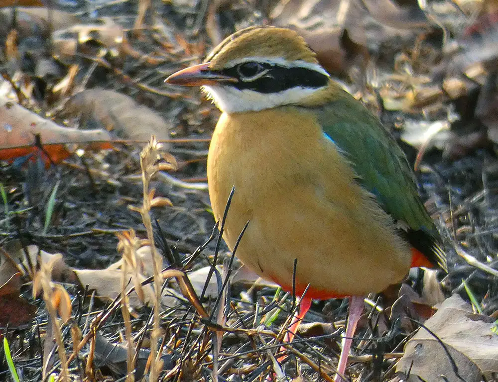 Conservation Status of the Indian Pitta