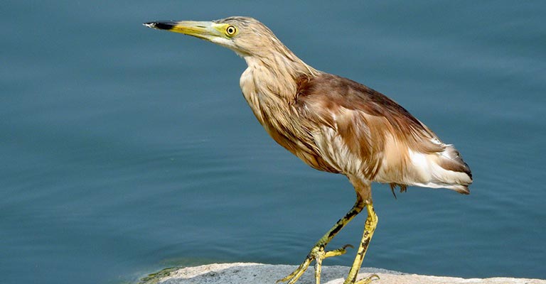Conservation Status of the Indian Pond Heron