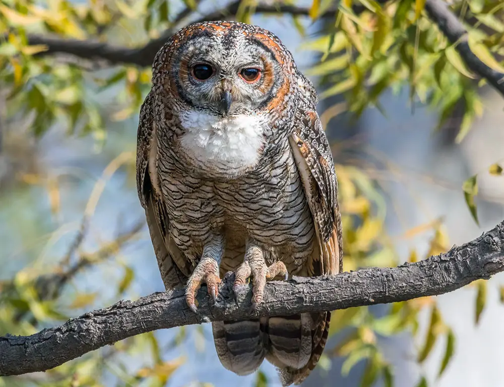 Conservation Status of the Mottled Wood Owl
