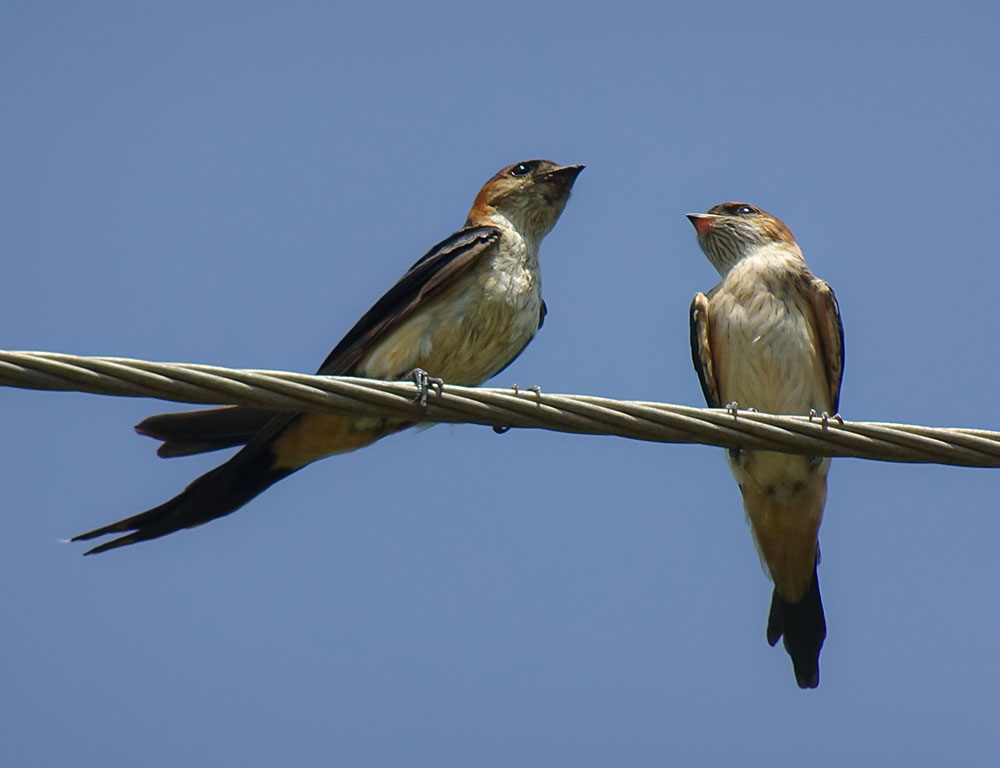 Conservation Status of the Red-Rumped Swallow