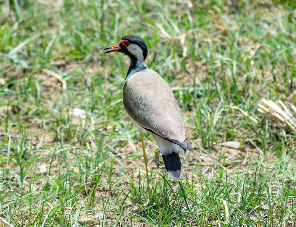Conservation Status of the Red-Wattled Lapwing
