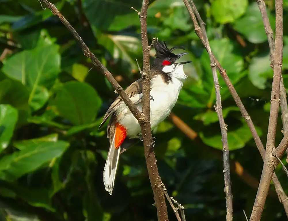 Conservation Status of the Red-Whiskered Bulbul