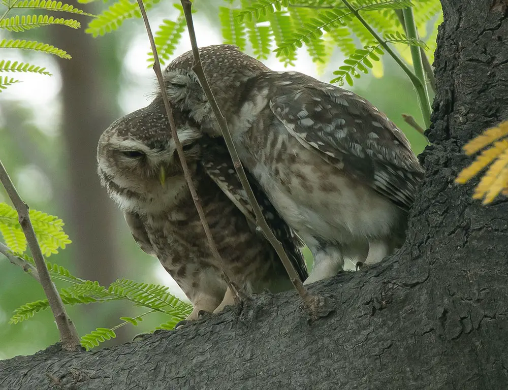 Conservation Status of the Spotted Owlet