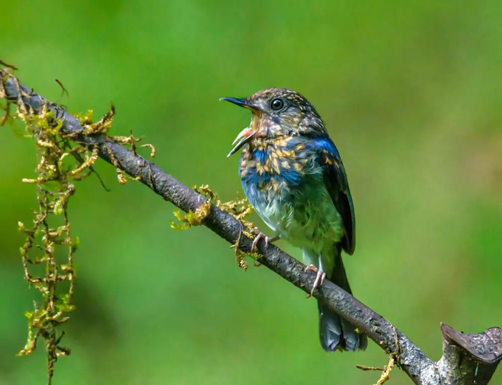 Conservation Status of the White-Bellied Blue Flycatcher
