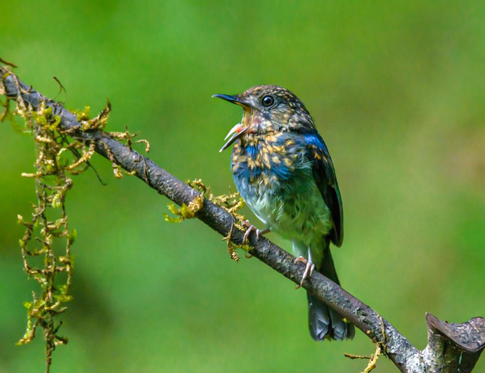 Conservation Status of the White-Bellied Blue Flycatcher