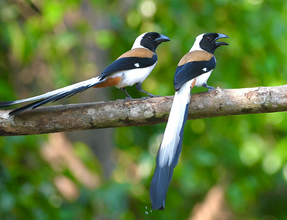 Conservation Status of the White-Bellied Treepie