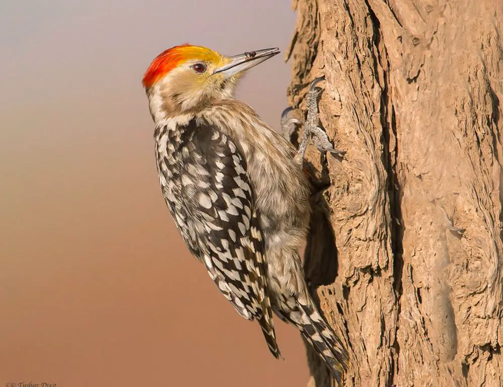 Conservation Status of the Yellow-Crowned Woodpecker