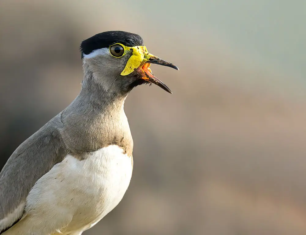 Conservation Status of the Yellow-Wattled Lapwing