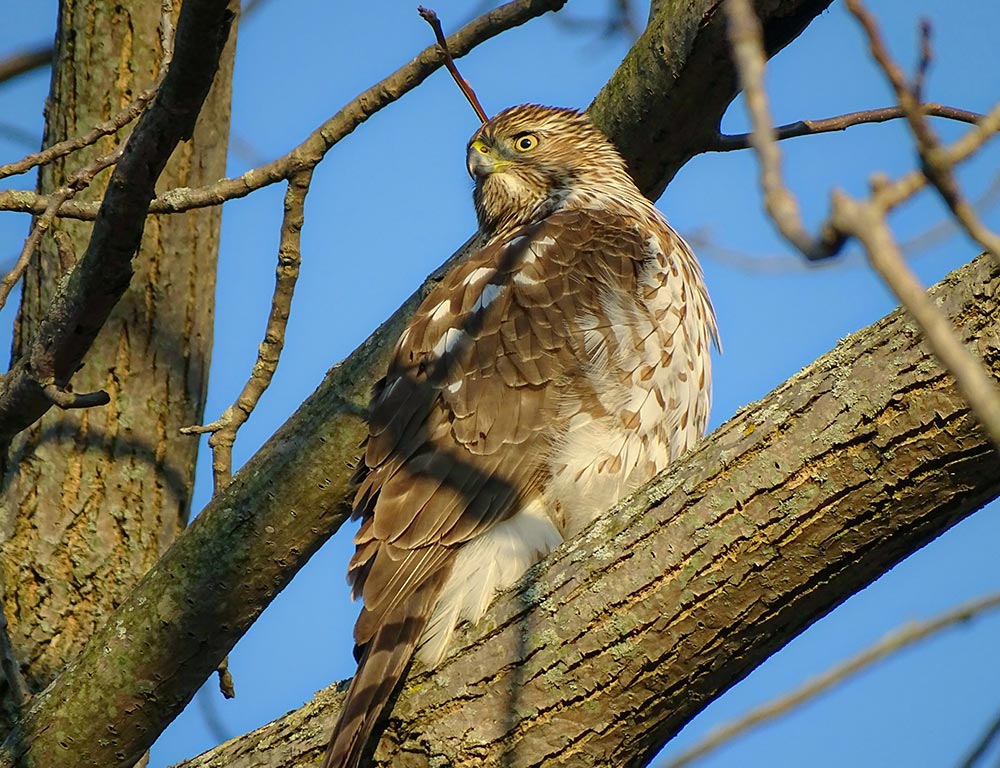 Cooper’s Hawk