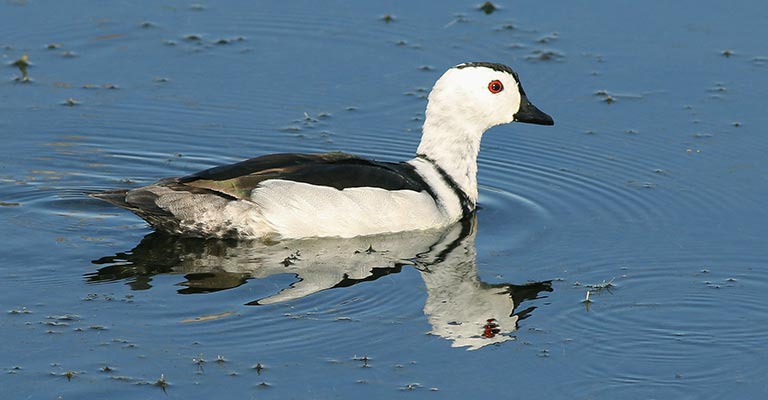 Cotton Pygmy Goose: Migration Patterns