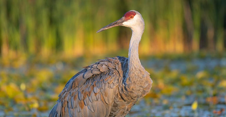 Cranes Neck Length