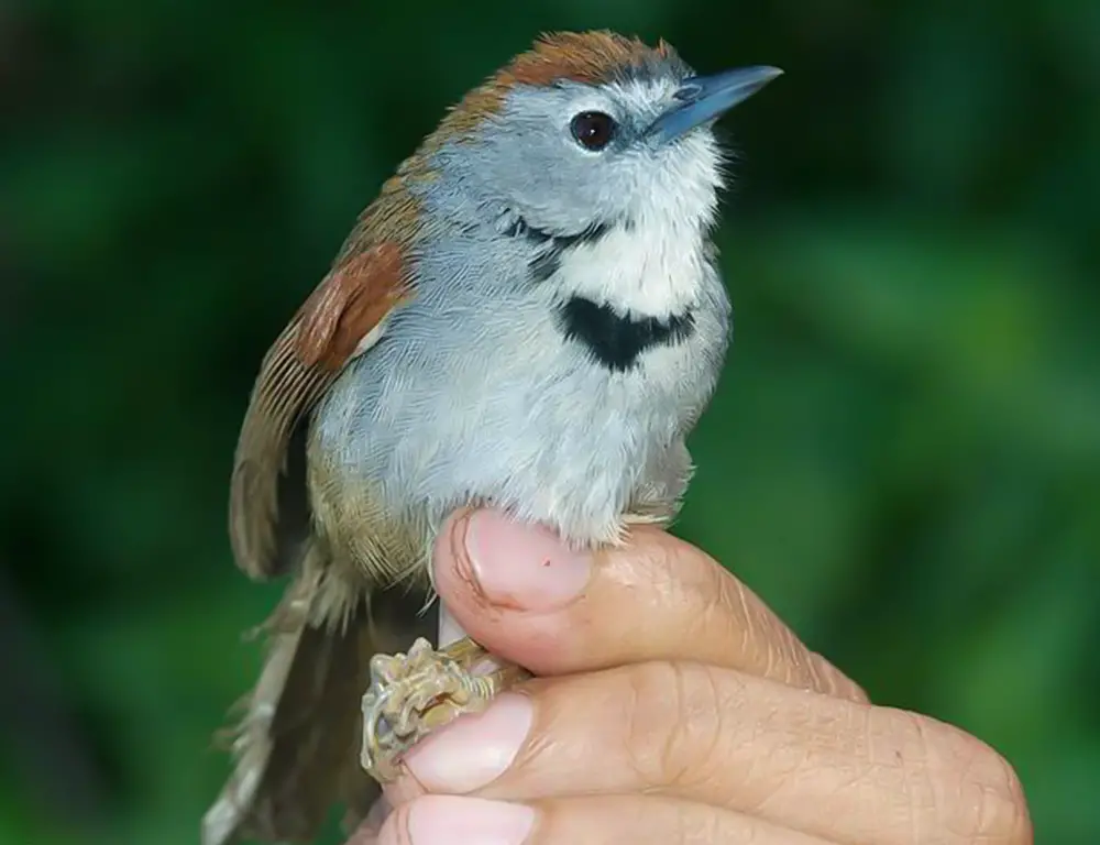 Crescent-Chested Babbler