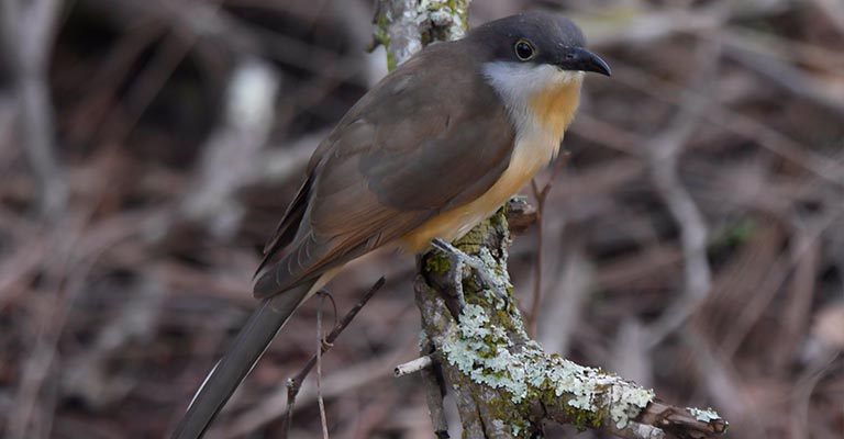 Dark-billed Cuckoo