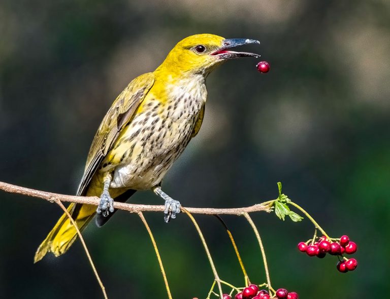 Indian Golden Oriole: A Comprehensive Guide to This Exotic Bird - The ...