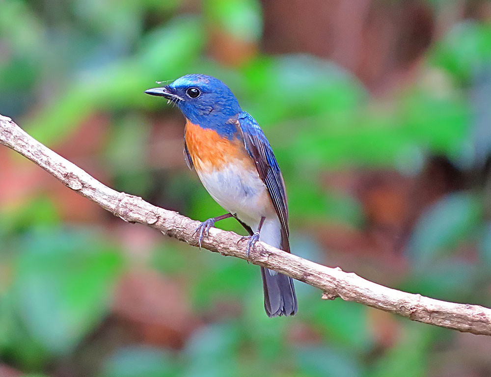 Diet and Behavior of the Blue-Throated Blue Flycatcher