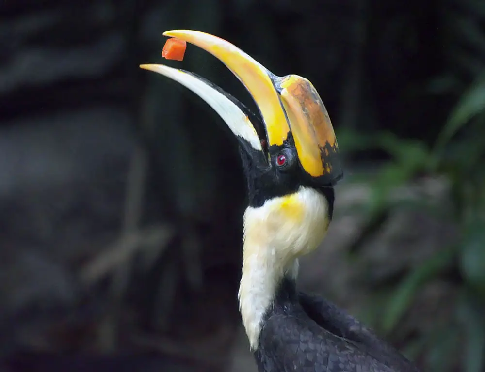 Diet and Behavior of the Great Hornbill