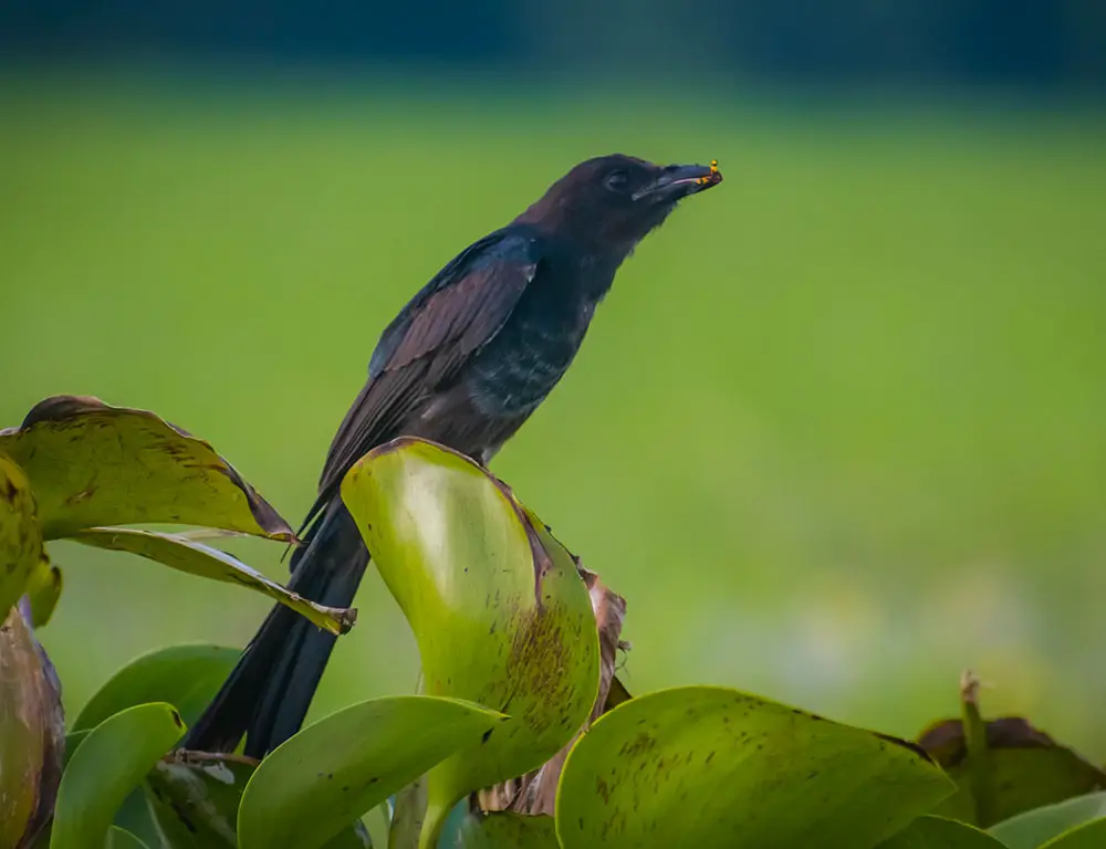 Diet and Feeding Behavior of the Black Drongo
