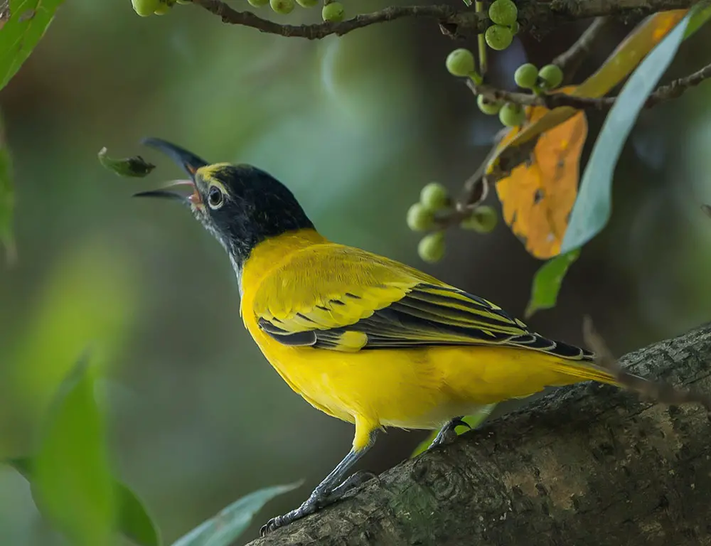 Diet and Feeding Behavior of the Black-Hooded Oriole
