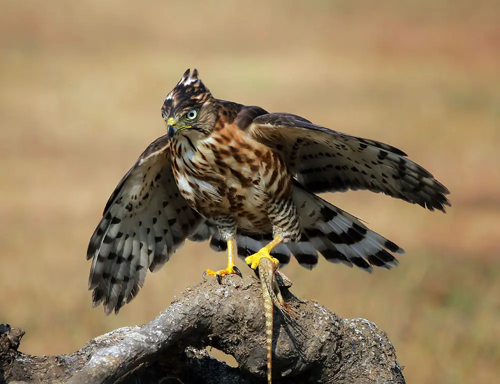 Diet and Feeding Behavior of the Crested Honey Buzzard