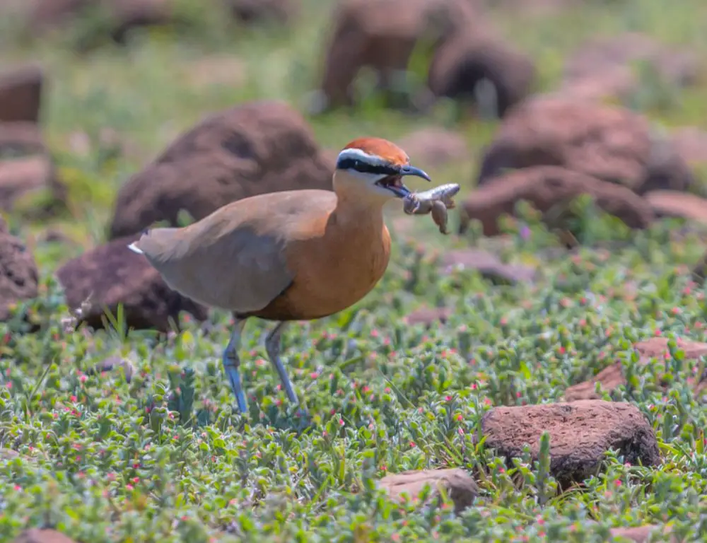 Diet and Feeding Behavior of the Indian Courser