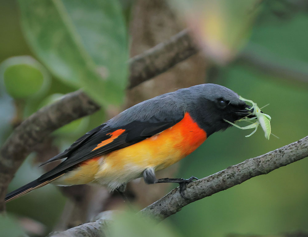 Diet and Feeding Behavior of the Small Minivet