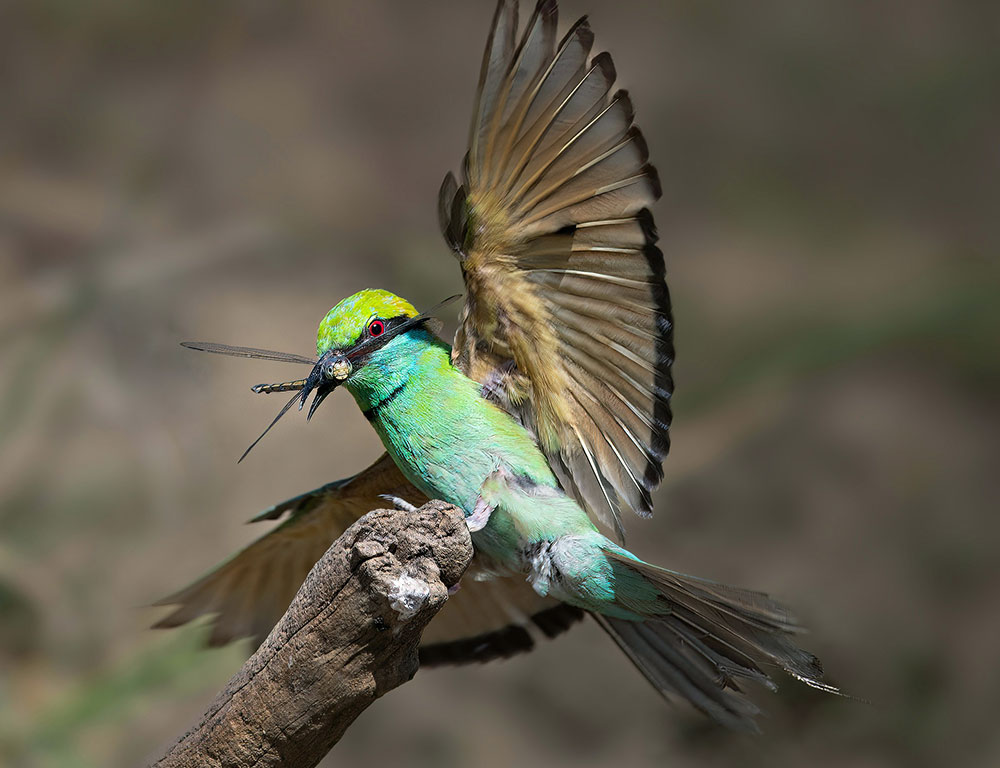 Diet and Feeding Habits of the Asian Green Bee-Eater