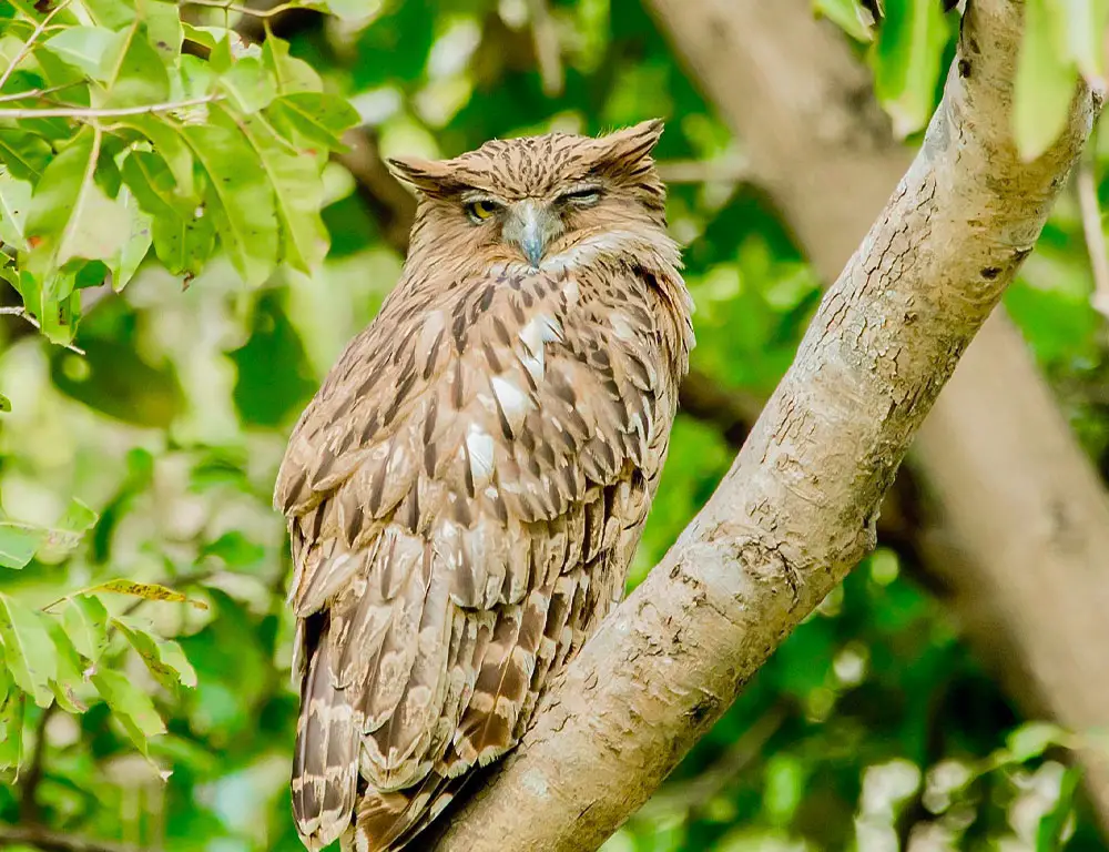 Diet and Feeding Habits of the Brown Fish Owl