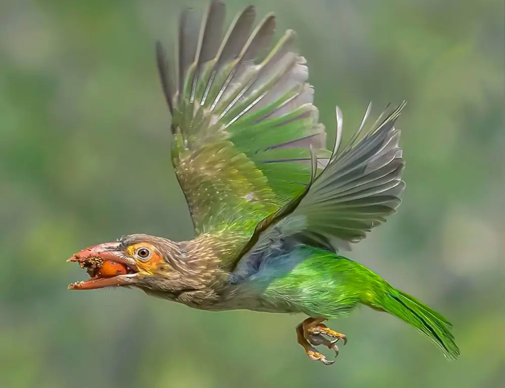 Diet and Feeding Habits of the Brown-Headed Barbet