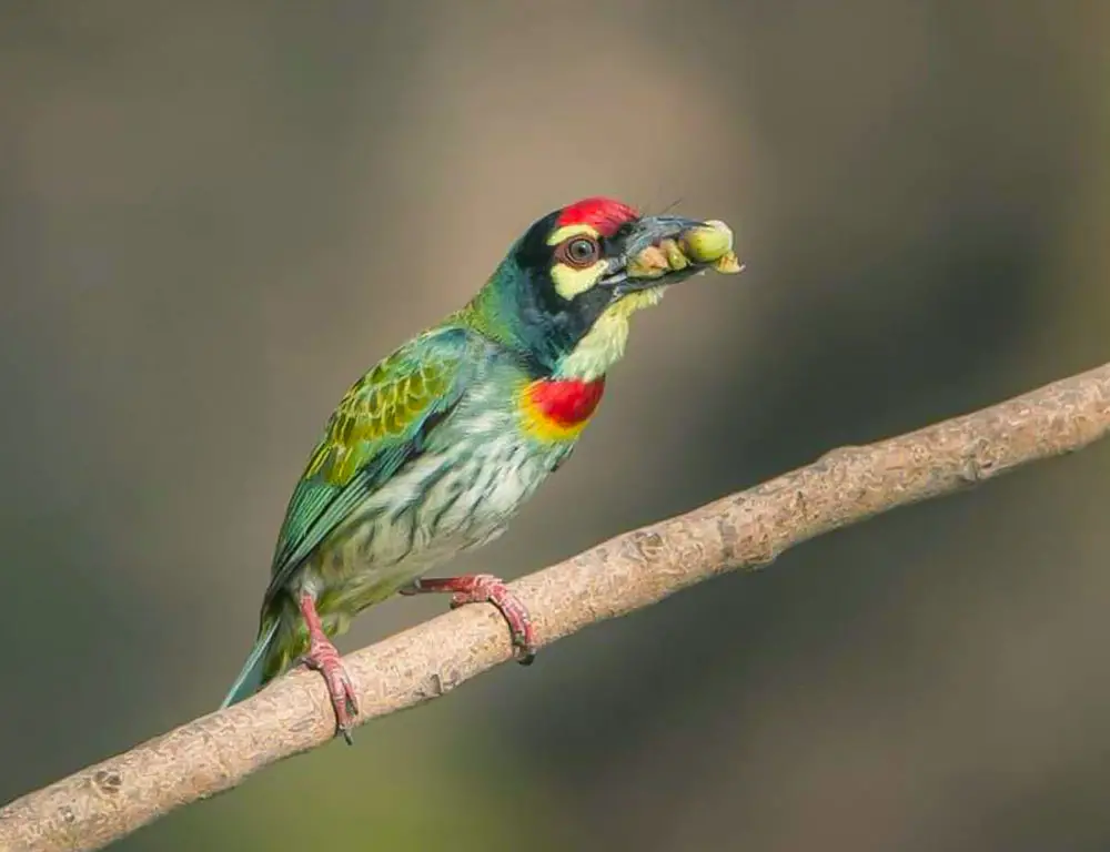 Diet and Feeding Habits of the Coppersmith Barbet