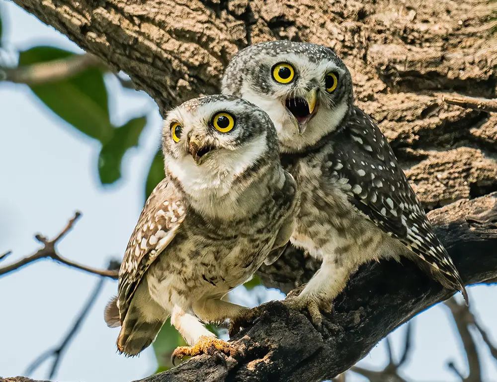 Diet and Feeding Habits of the Spotted Owlet