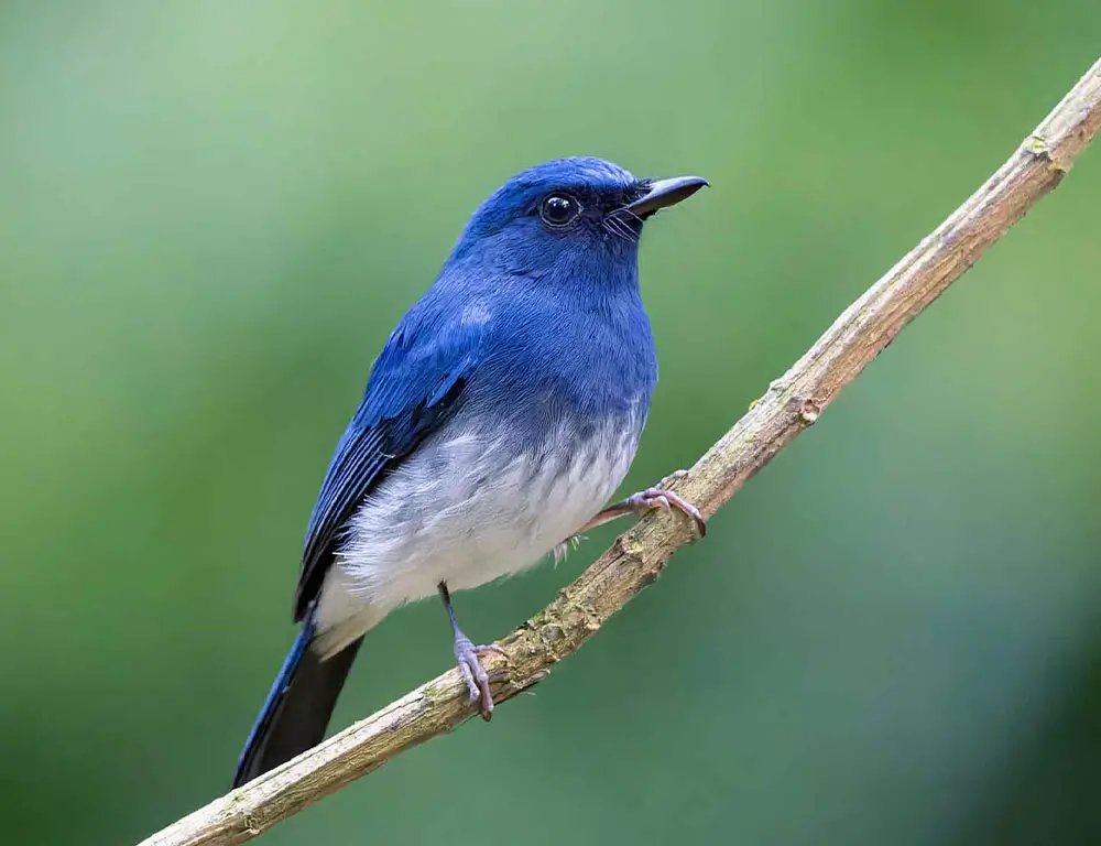 Diet and Feeding Habits of the White-Bellied Blue Flycatcher