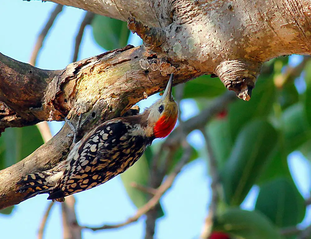 Diet and Feeding Habits of the Yellow-Crowned Woodpecker