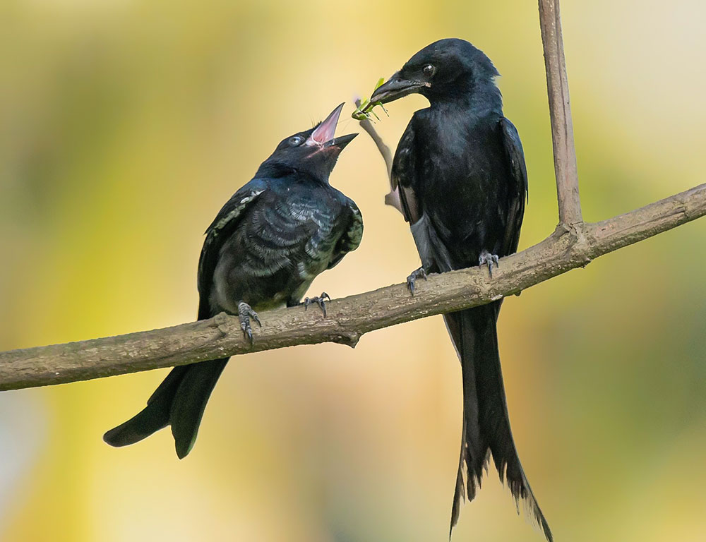 Diet of Drongos