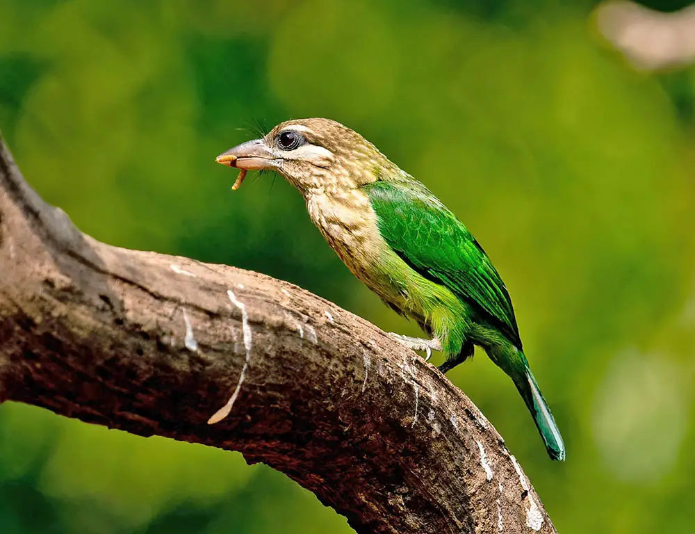 Diet of White-Cheeked Barbet