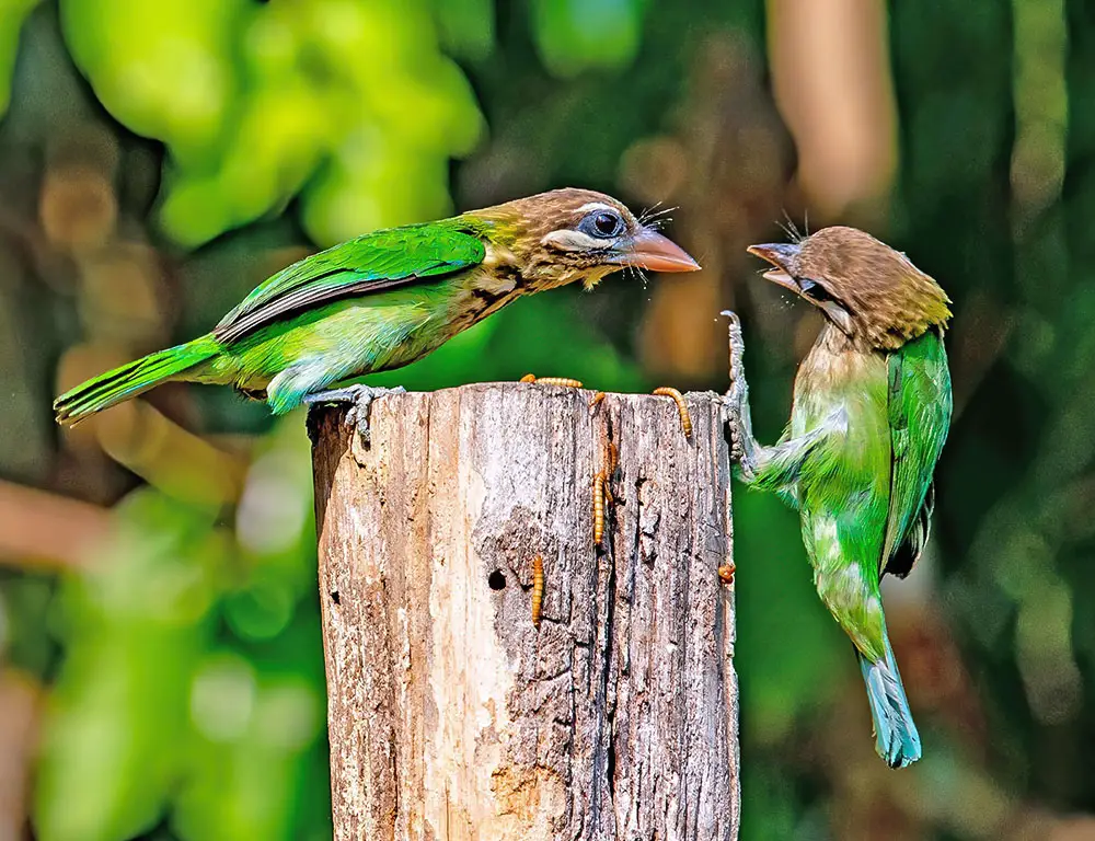 Distribution of White-Cheeked Barbet