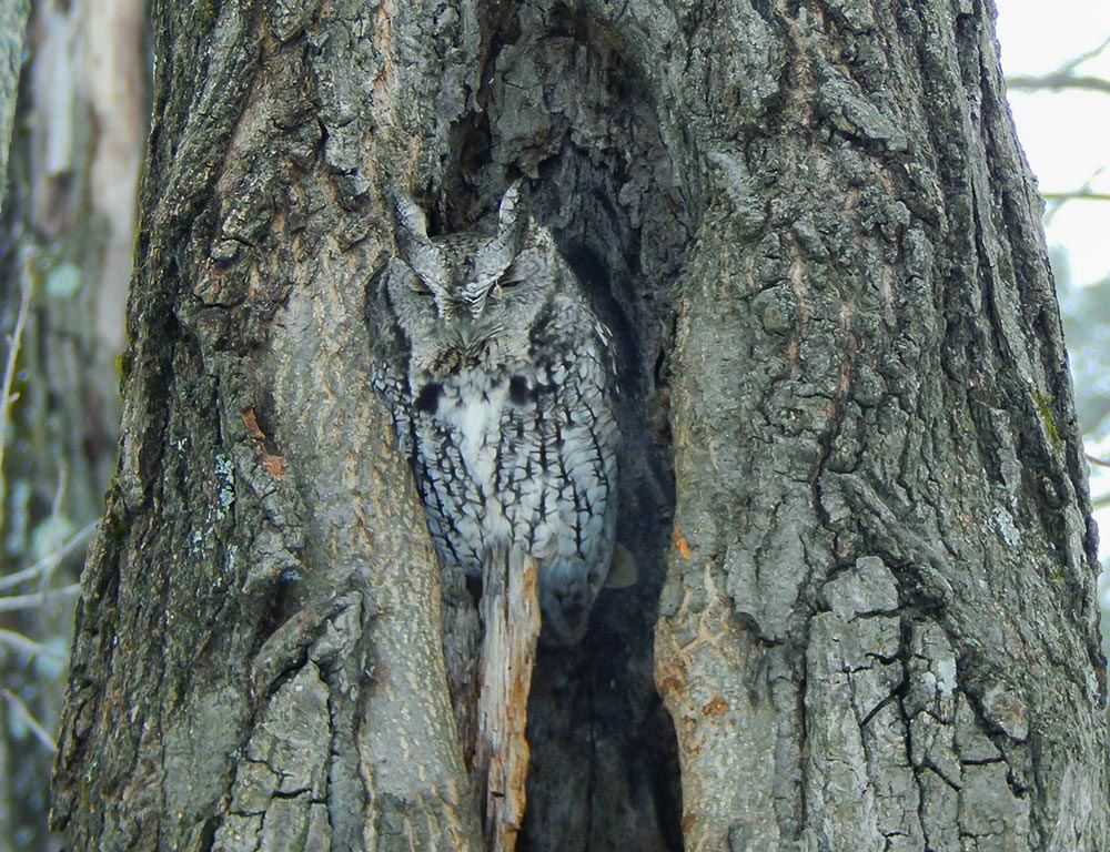 Eastern Screech Owl