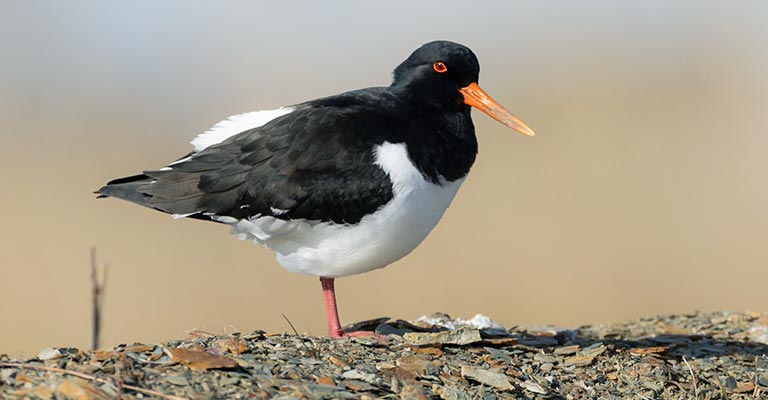 Eurasian Oystercatcher