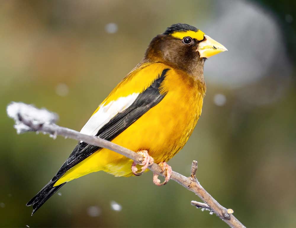 Evening Grosbeak