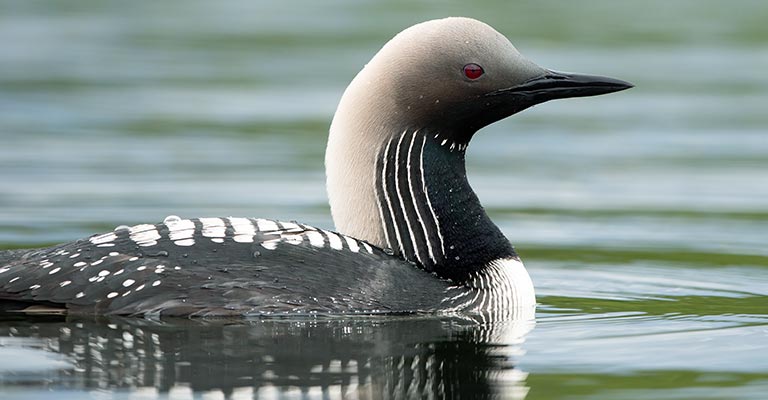 Pacific Loon Facial Pattern