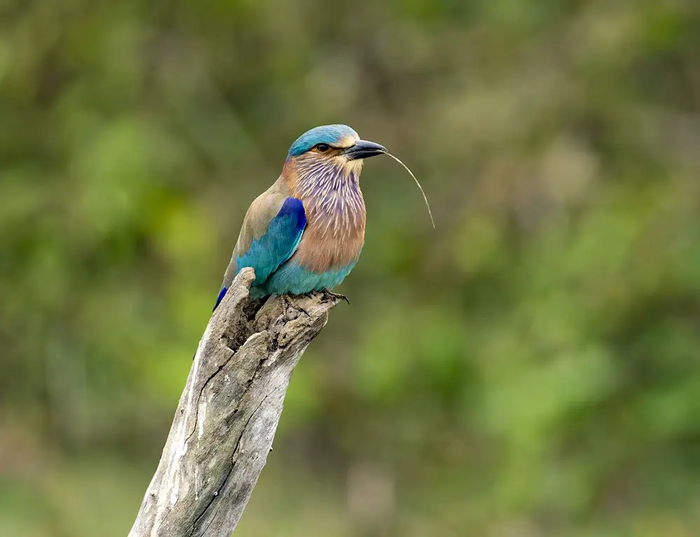 Feeding Habits of the Indian Roller Bird