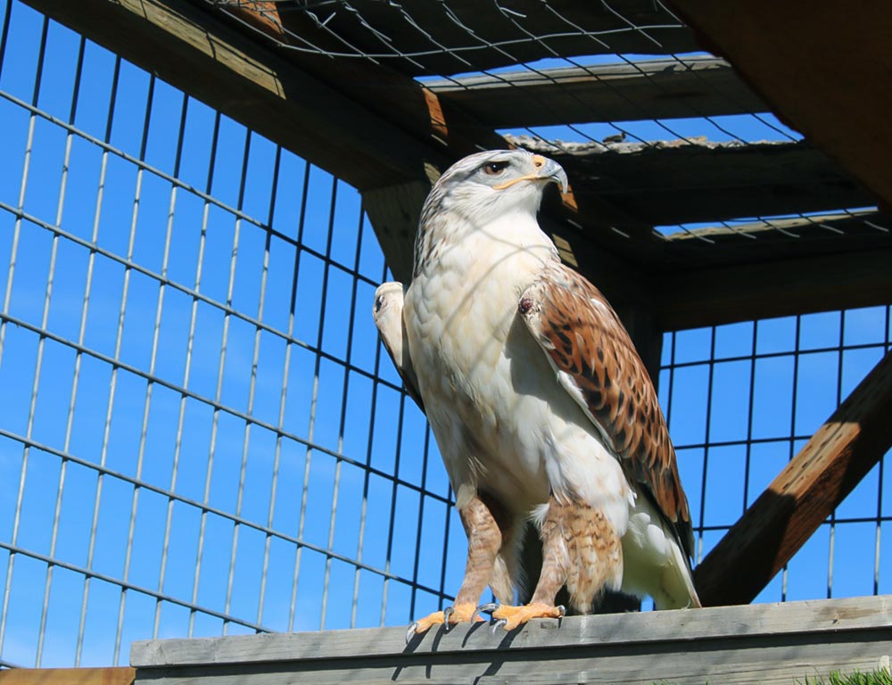 Ferruginous Hawk