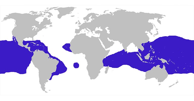 Frigatebirds Range Map