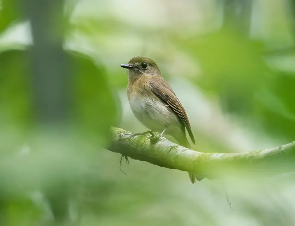 Fulvous-Chested Jungle Flycatcher