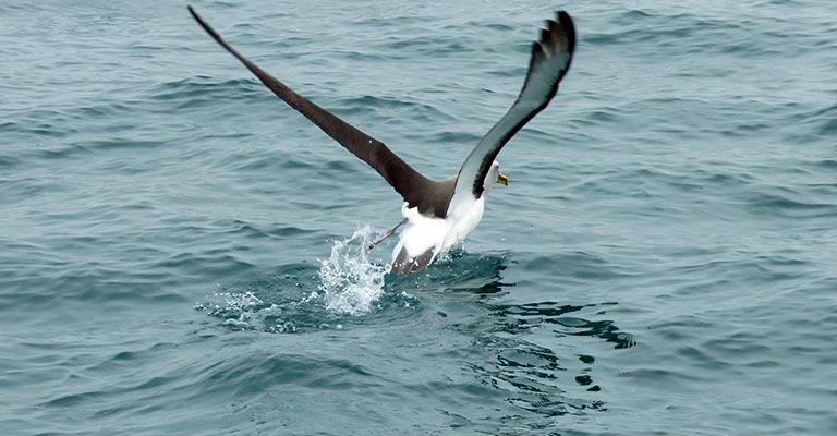 Fun Facts About Albatrosses