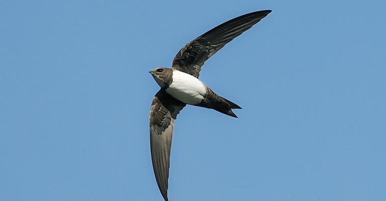 Fun Facts About Alpine Swift 