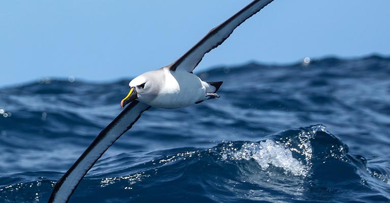 Fun Facts About Atlantic Yellow-nosed Albatross