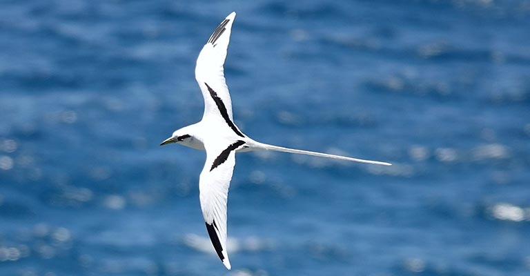 Fun Facts About /Behavioral Habits of White-tailed Tropicbird