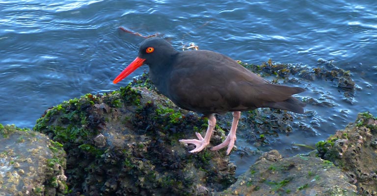 Fun Facts About Black Oystercatchers